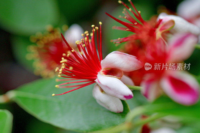 费约花/菠萝番石榴/六甲花/